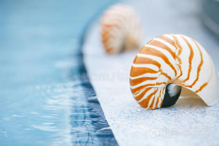度假村游泳池边的鹦鹉螺贝壳