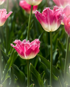 春天 植物区系 花瓣 荷兰 节日 植物 郁金香 粉红色 夏天