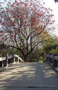 开花 放松 场景 人行道 和平 公园 春天 早晨 温暖的