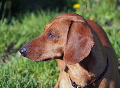 繁殖 宠物 肖像 猎犬 草坪 有趣的 服从 腊肠犬 狩猎