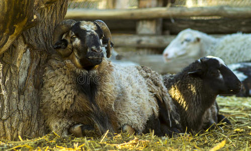 大喇叭 照相机 加拿大 营养 游戏 美丽的 农事 母羊 领域