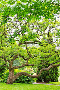 夏天公园的大树