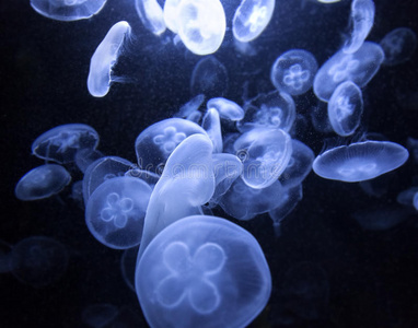 荧光 神秘的 透明的 自然 水母 墙纸 发光 暗礁 水族馆