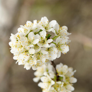 颜色 集中 花瓣 公园 开花 植物学 自然 生长 花的 樱桃