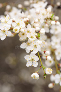 季节 粉红色 盛开 植物学 美女 花园 樱桃 生长 集中