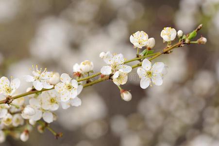 美丽的 粉红色 花的 季节 集中 盛开 四月 春天 自然