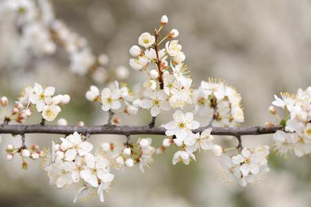 自然 花的 公园 颜色 樱桃 开花 粉红色 花园 季节 特写镜头