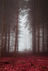 雾中的黑暗森林，有红色的叶子