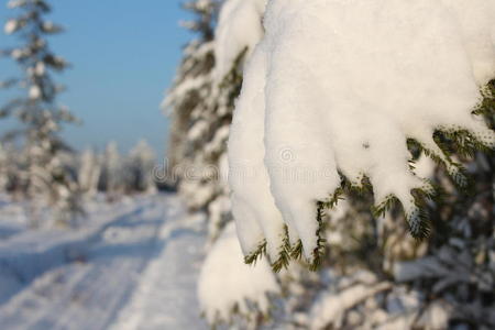 雪林