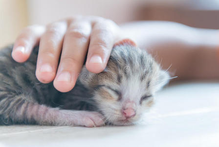 可爱的 小孩 小猫 女孩 出生 新的 哺乳动物 猫科动物