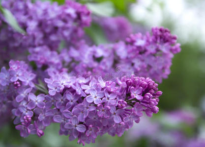 紫丁香花相似素材图片 摄图新视界 紫丁香花相似素材图片 摄图新视界