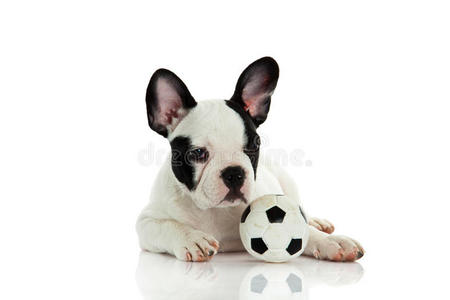 狗法国斗牛犬与足球隔离在白色背景上