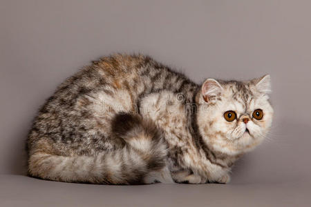 灰色背景的猫宠物动物波斯猫