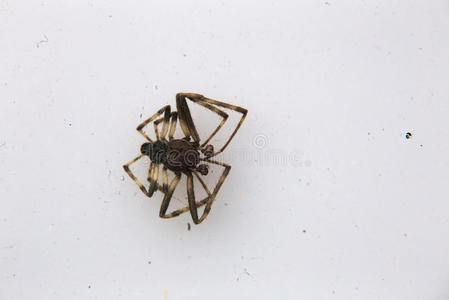 世纪园白色的死蜘蛛照片