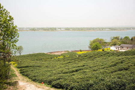 金牛 种植园 地区 春天 住处 湖边 亚洲 仲裁 风景 旅行者