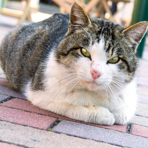 一只双音猫坐在日本的人行道上。