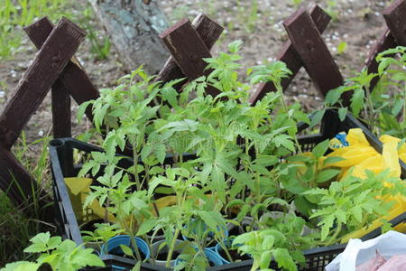 生长 污垢 水果 食物 足底 草本植物 着陆 土地 颜色