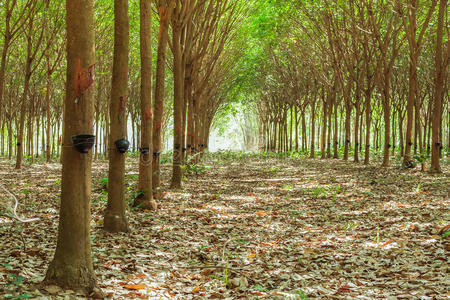 乳胶 对位 材料 资源 花园 农业 木材 栽培 植物 收割