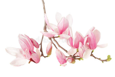 剪辑 花园 植物学 分支 日本人 开花 美女 春天 季节