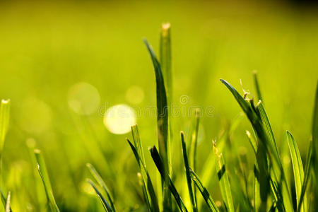草地，草坪
