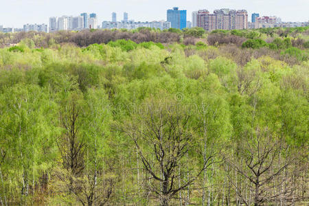 建筑学 房子 叶状 王冠 地平线 城市景观 风景 自然 建筑