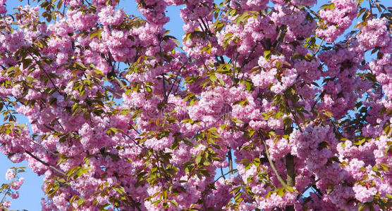 季节 自然 生长 开花 美丽的 春天 日本人 植物 花瓣