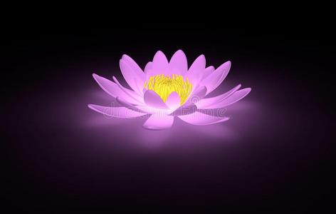 发光的粉红色莲花睡莲照片