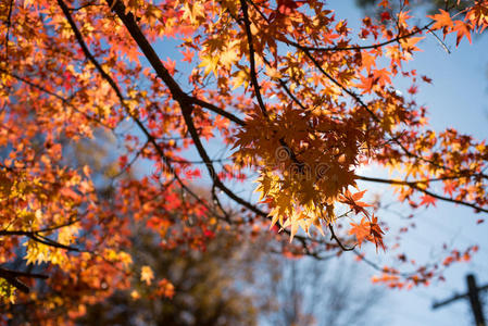 澳大利亚秋天蓝山上的Acer枫树
