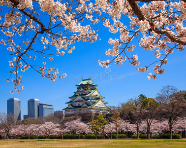 花蜜 美丽的 开花 花的 历史的 亚洲 风景 地标 遗产