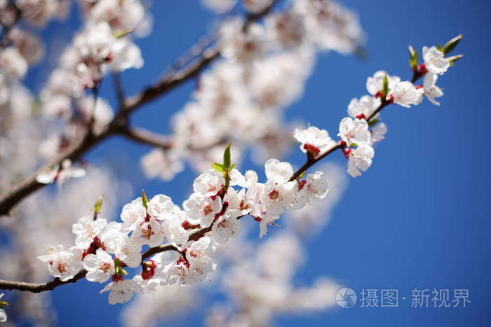 分支机构的开花杏