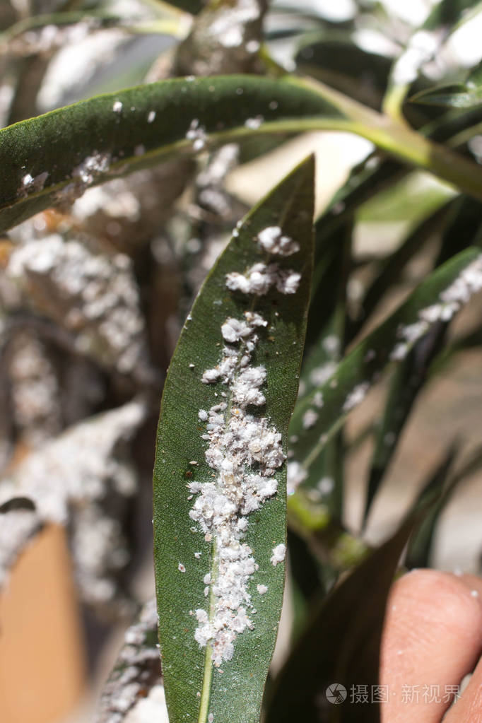 粉蚧在叶子上植物蚜虫虫害橡皮树