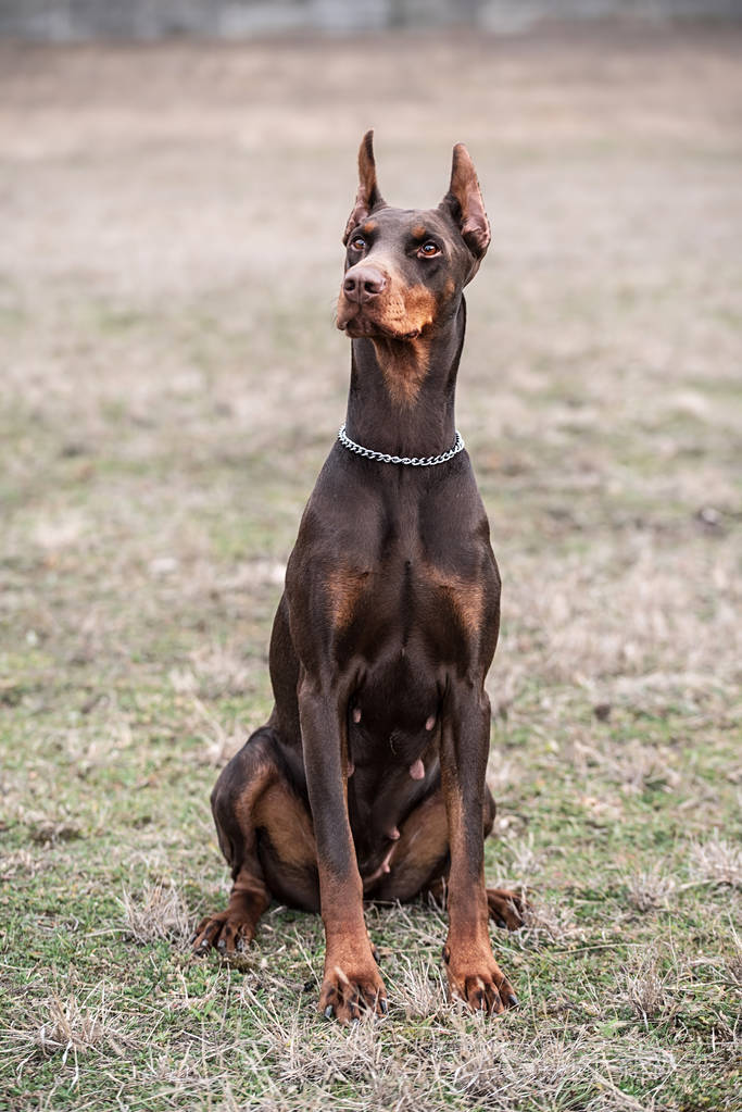 杜宾犬不断尾图片