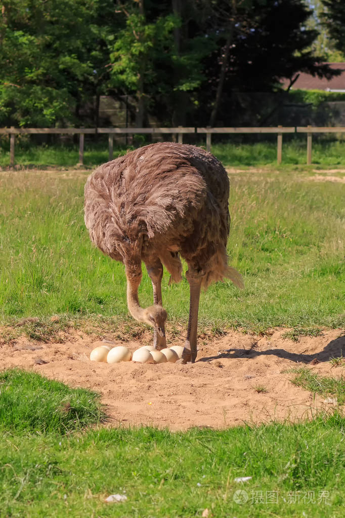 成人的鸵鸟站在它的巢与鸡蛋在背景上的绿草一只灰色的大鸟充满异国