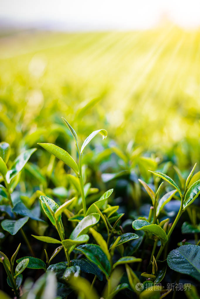 绿色茶芽和模糊背景茶树鲜叶
