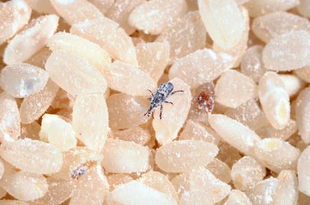 受感染的甲虫稻象甲.象鼻虫昆虫吃稻米照片