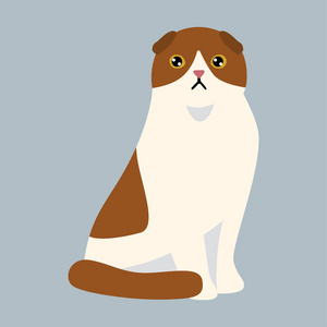 猫咪品种英国短毛猫可爱的宠物的白色的红色的毛茸茸的可爱的卡通动物