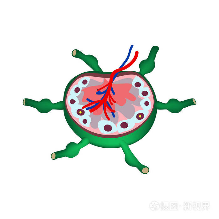 解剖结构的淋巴结.信息图表.对孤立背景矢量图