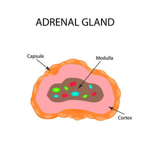 皮质醇肾上腺素图片