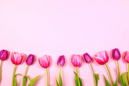 粉色和紫色的郁金香图片