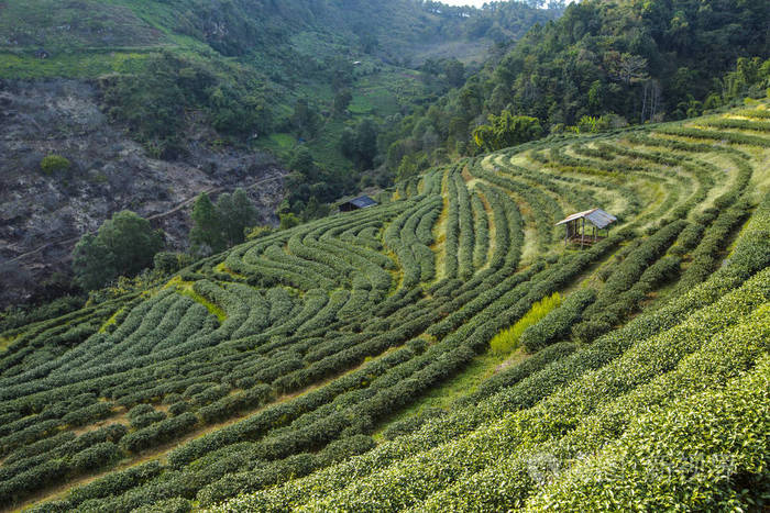 绿茶叶种植园景观