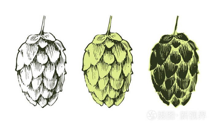 手绘蛇麻草插画-正版商用图片1rqt5q-摄图新视界