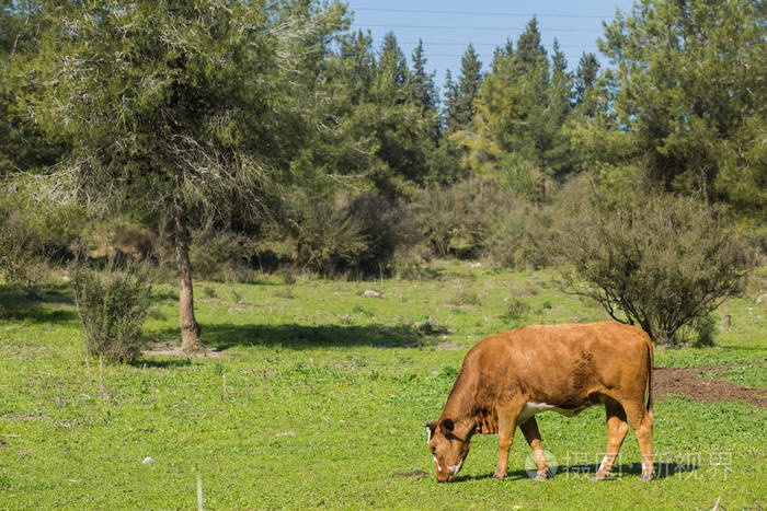 棕色母牛吃草