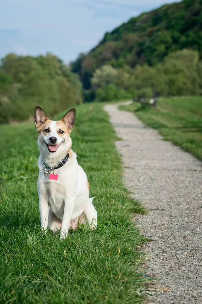 坐在公园的草地上的狗