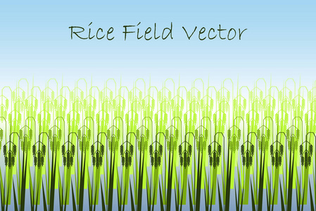 矢量图和程式化绿色稻田图片
