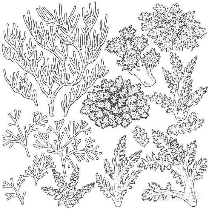 草绘的珊瑚集