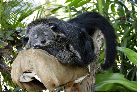 狸獭狸在树枝上睡觉照片