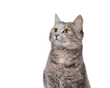 头偏向一侧图片