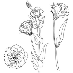 桔梗绘图图片-桔梗绘图素材-桔梗绘图插画-摄图新视界