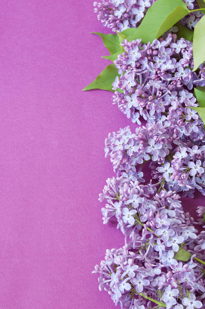 美丽的淡紫色花朵背景