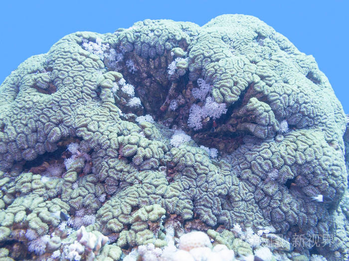 底部的热带海洋珊瑚礁